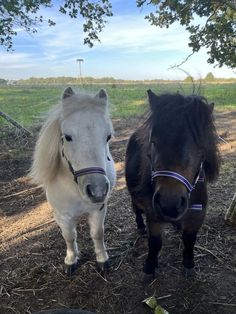 two horses standing next to each other on a dirt ground near a tree and grass field