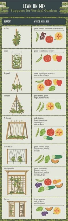 an illustrated poster showing the different types of vegetables and how to use them for gardening