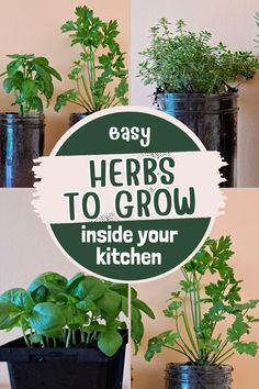 herbs to grow inside your kitchen