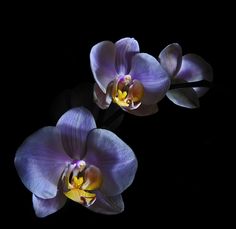 two purple orchids with yellow centers on a black background in the light from below