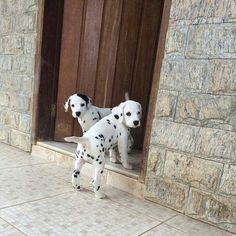 two dalmatian puppies are standing in the doorway