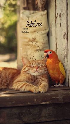 an orange cat laying on top of a wooden bench next to a yellow and red bird