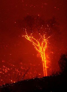 a red sky with trees in the foreground