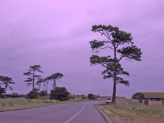 an empty road with trees on both sides and purple sky in the background at dusk