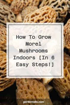 How To Grow Morel Mushrooms Indoors [In 6 Easy Steps!] Farming Mushrooms, Growing Morel Mushrooms, Edible Wild Mushrooms, Medicinal Wild Plants, Mushrooms Growing, Food Forest Garden, Mushroom Identification, Mushroom Varieties