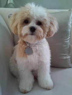 a small white dog sitting on top of a couch