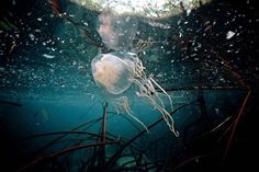 a jellyfish swimming in the water at night