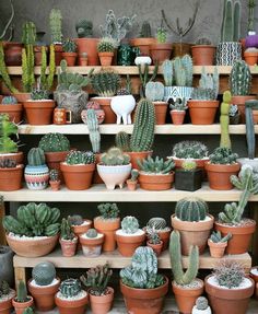 two zebras and one giraffe are standing in front of many cactuses