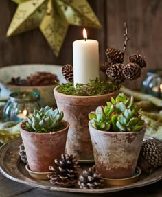 an image of a table with some plants and candles on it, including pine cones