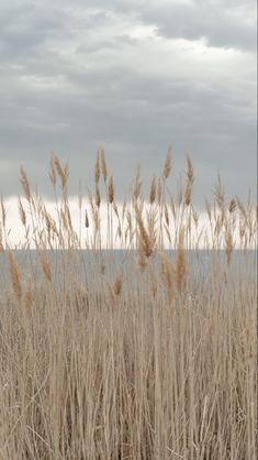 the tall grass is blowing in the wind near the water's edge on a cloudy day