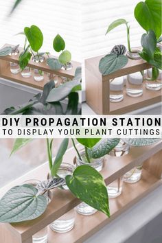 three glass vases with plants in them and the words diy preparation station to display your plant cuttings