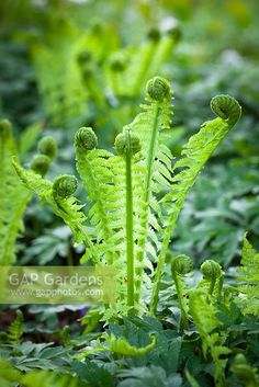 some very pretty green plants in the grass