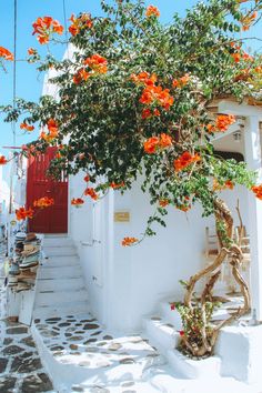 an orange tree in front of a white building with red door and steps leading up to it