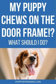 a brown and white dog standing on top of a floor next to a blue sign that says, my puppy chews on the door frame? what should i do?