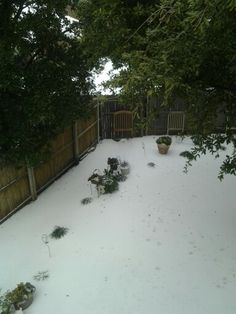 snow is covering the ground in front of a wooden fence and some plants are on the other side of the fence