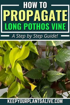 how to propagate long - pothos vine in a step by step guide