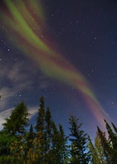 an aurora bore in the night sky over trees