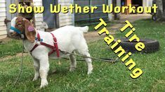 a dog with a leash on standing in the grass