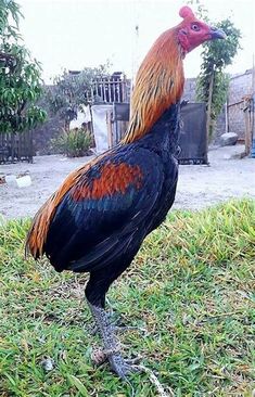 a rooster standing on top of a lush green field