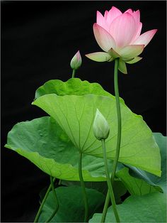 two pink water lilies blooming on top of green leaves