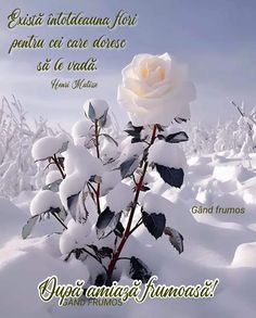 a white rose sitting in the snow with some words above it that say, i love you