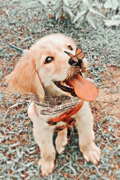 a dog with a butterfly on its nose and a leash around it's neck