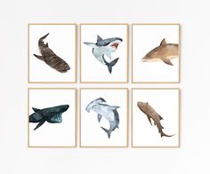 four different types of sharks in watercolor on white paper with wooden frames, each one showing the same type of shark