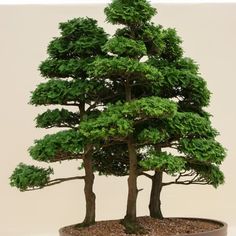 a bonsai tree in a pot on a table