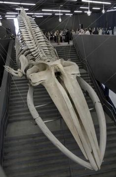 an animal skeleton on display in a museum