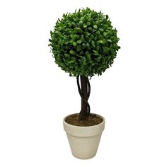 a small potted tree in a white planter