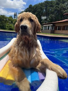 a wet dog sitting on top of an inflatable pool