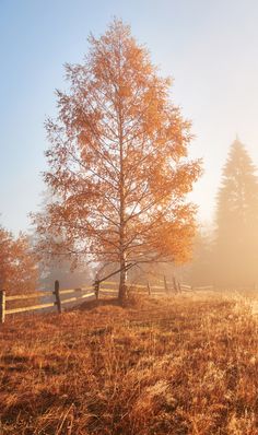 a lone tree stands in the middle of a foggy field on a sunny day