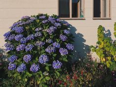 blue flowers growing in front of a white building