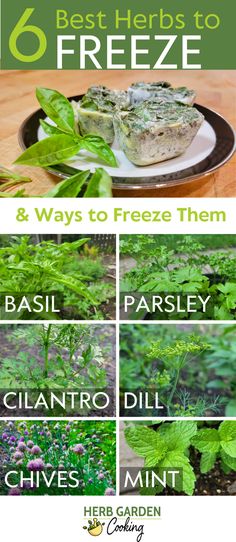 the 6 best herbs to freeze and ways to freeze them by herb garden on flickr