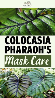 Colocasia Pharaoh’s Mask Care – GIY Plants Colocasia Pharaoh's Mask, Purple Veins, Elephant Ear Plant, Egyptian Pharaoh, Garden Plans, Elephant Ears, Unique Plants, Aquatic Plants