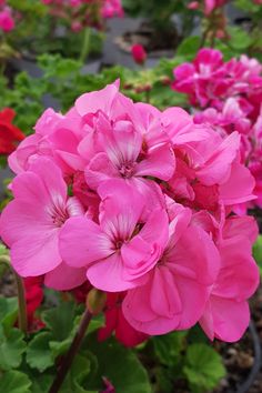 pink flowers are blooming in the garden