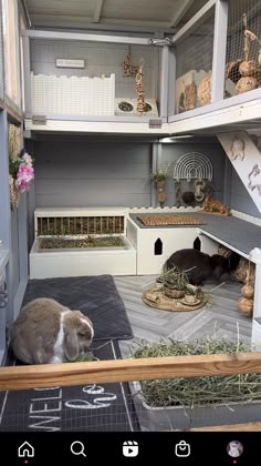 a cat is sitting in the corner of a room with many cages and animals inside