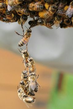 several bees are hanging from a tree branch