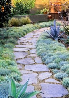 a stone path in the middle of a garden with green plants and blue grass on either side