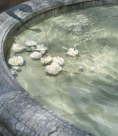 some white flowers are in the water near rocks and cement walls, while another flower is on the edge of the pool