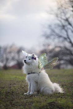 a white dog wearing a fairy costume sitting on top of a grass covered field with trees in the background