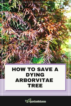 the words how to save a dying arborite tree