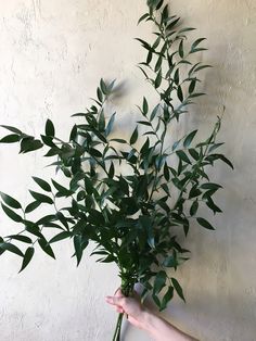 ITALIAN RUSCUS BUNCH Dark Green Foliage, Italian Ruscus Bouquet, Italian Florals, Italian Ruscus Wedding, Ruscus Bouquet, Soft Ruscus, Italian Ruscus Greenery, Ruscus Greenery, Wedding Flowers Green