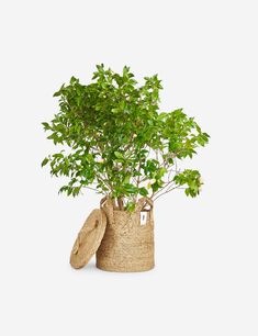 a potted plant in a jute bag on a white background