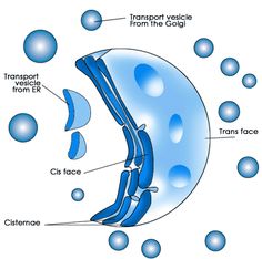 an image of the inside of a cell phone with water bubbles around it and labeled parts labelled