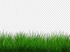 green grass on a transparent background