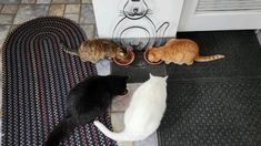 three cats are eating out of bowls on the floor next to a cat door mat