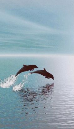 two dolphins are jumping out of the water