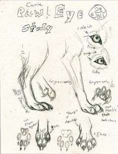 a drawing of a dog's face and eyes