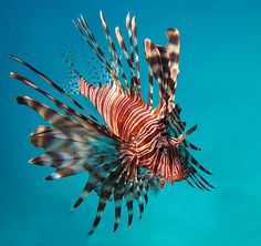 a lionfish swims in the blue water